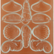 Polikarbonát csoki öntő kagylók csigák 20 darabos